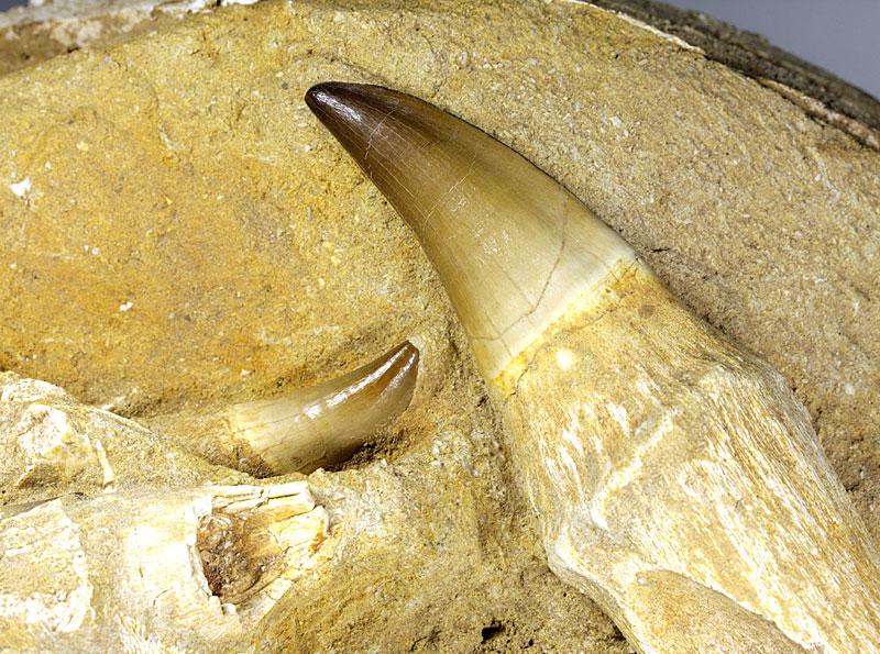 Kiefer eines Mosasauriers aus Marokko