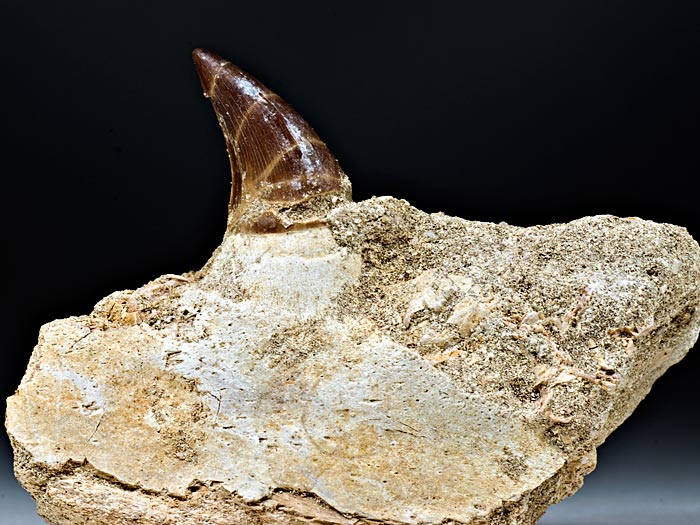 Mosasaurierzahn aus Marokko