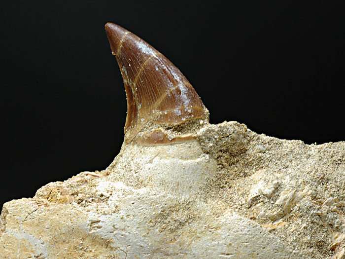 Mosasaurierzahn aus Marokko