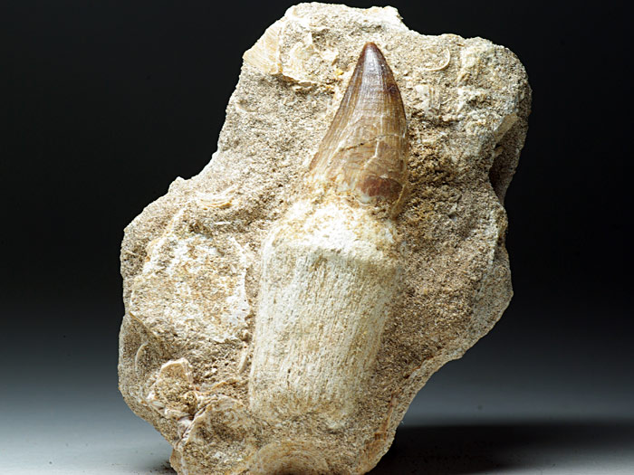 Mosasaurierzahn aus Marokko