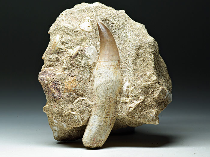 Mosasaurierzahn aus Marokko