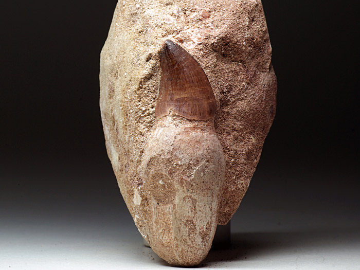 Mosasaurierzahn aus Marokko