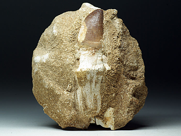 Mosasaurierzahn aus Marokko