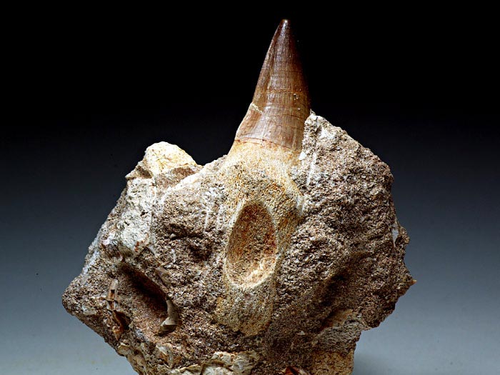 Mosasaurierzahn aus Marokko