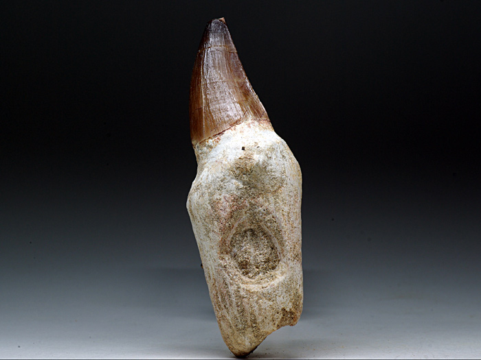 Mosasaurierzahn aus Marokko