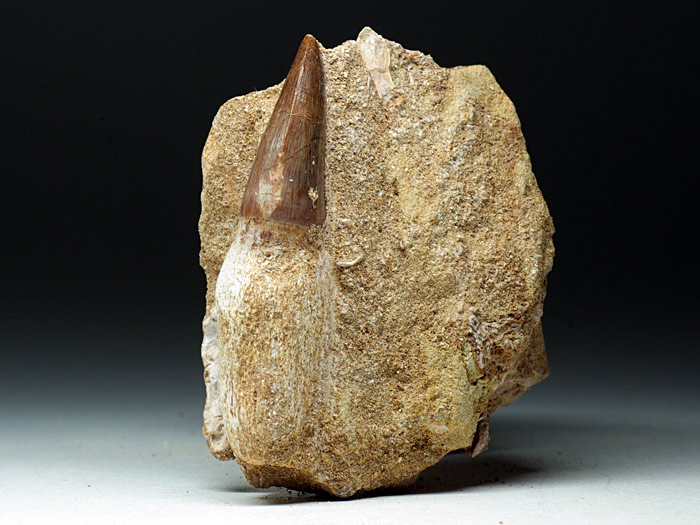 Mosasaurierzahn aus Marokko