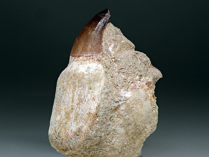 Mosasaurierzahn aus Marokko