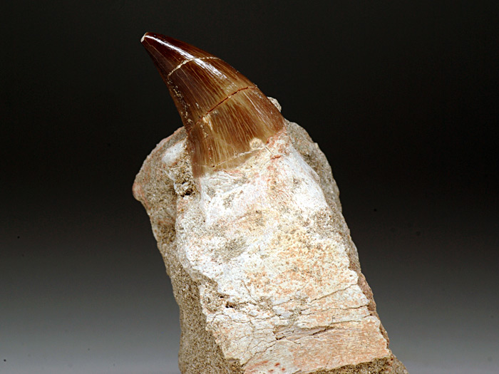 Mosasaurierzahn aus Marokko