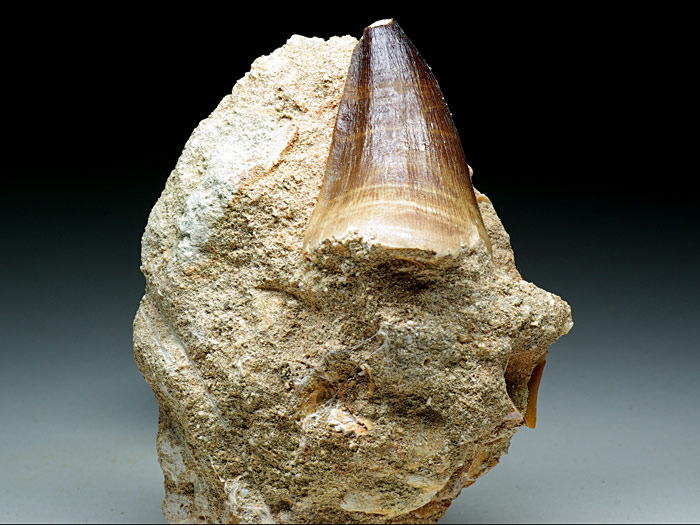 Mosasaurierzahn aus Marokko