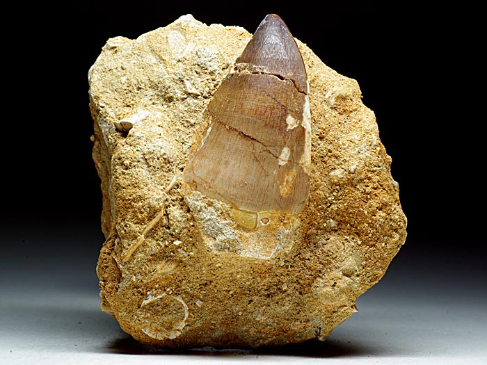 Mosasaurierzahn aus Marokko