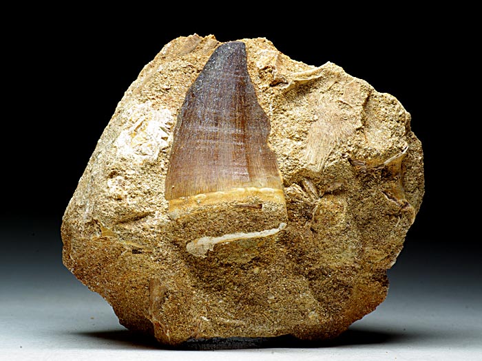 Mosasaurierzahn aus Marokko