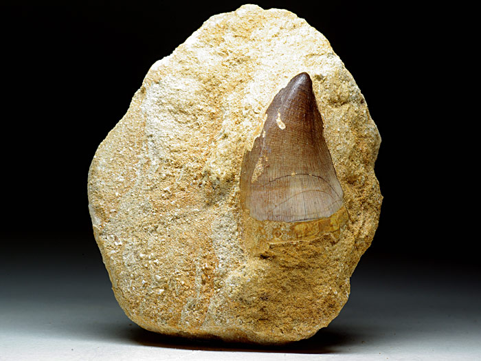 Mosasaurierzahn aus Marokko