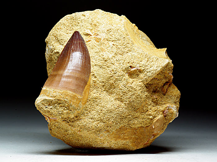 Mosasaurierzahn aus Marokko