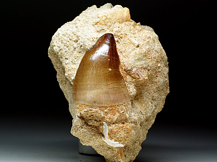 Mosasaurierzahn aus Marokko