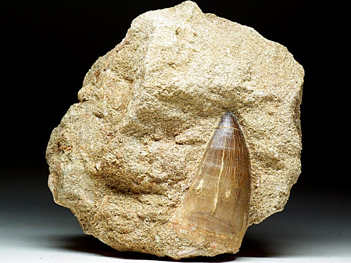 Mosasaurierzahn aus Marokko