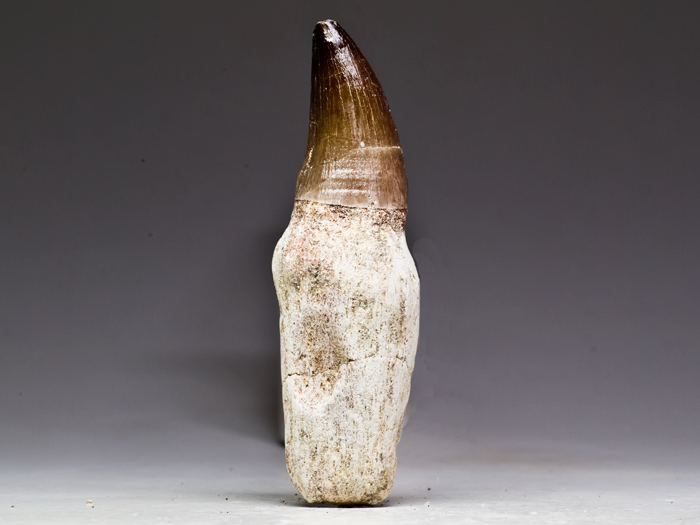 Mosasaurierzahn aus Marokko