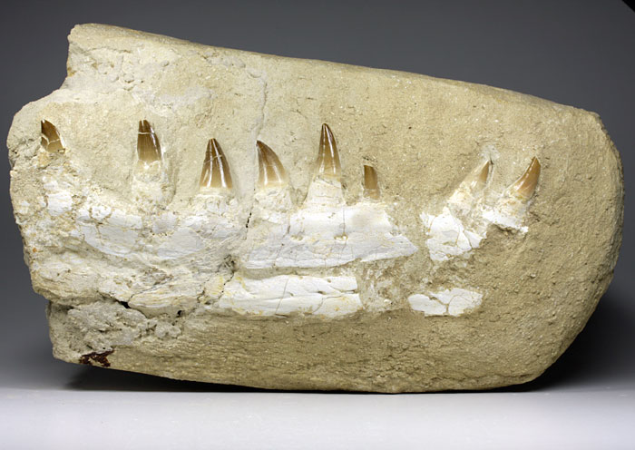 Kiefer eines Mosasauriers aus Marokko