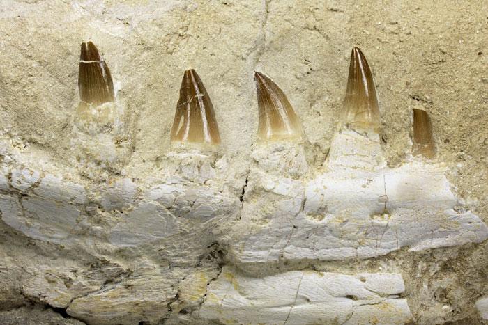 Kiefer eines Mosasauriers aus Marokko