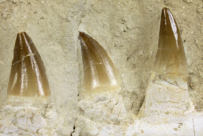 Kiefer eines Mosasauriers aus Marokko