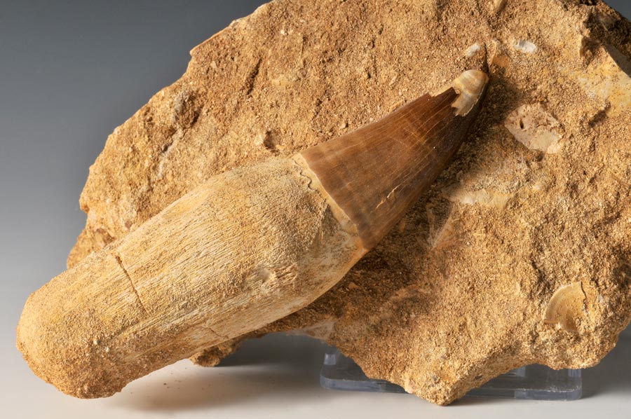 Mosasaurierzahn aus Marokko