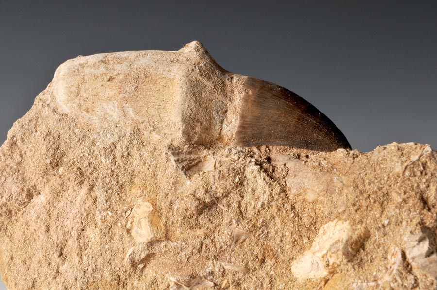 Mosasaurierzahn aus Marokko