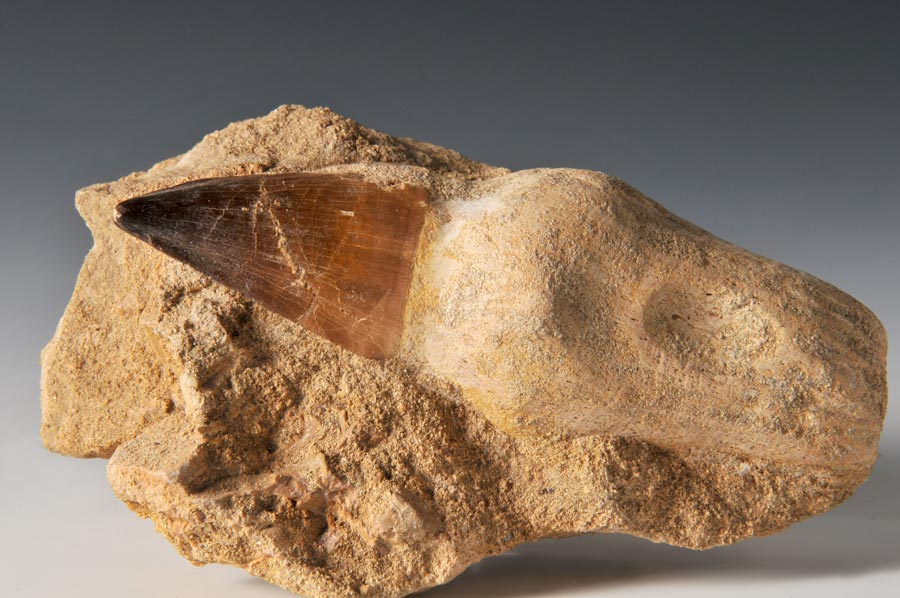 Mosasaurierzahn aus Marokko