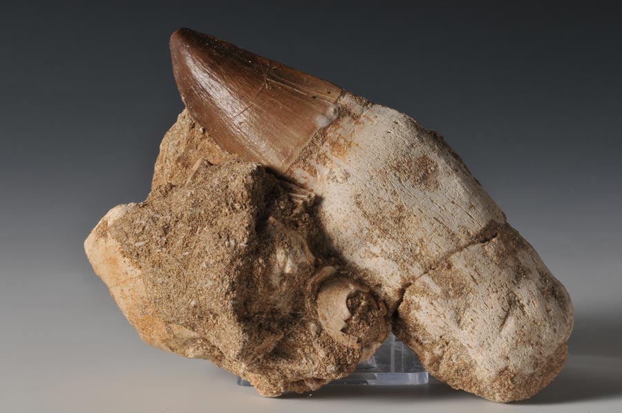 Mosasaurierzahn aus Marokko