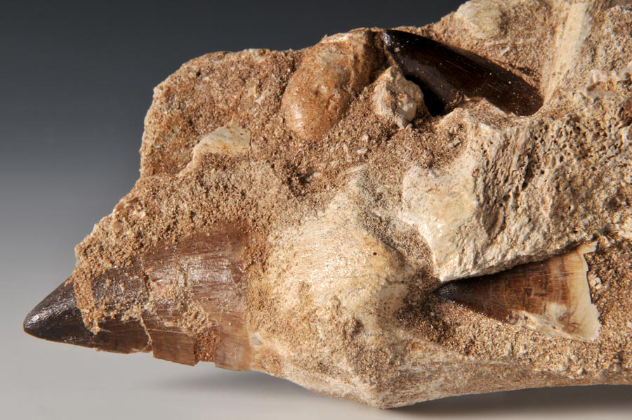 Mosasaurierzahn aus Marokko