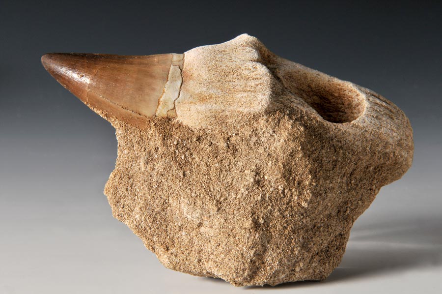 Mosasaurierzahn aus Marokko