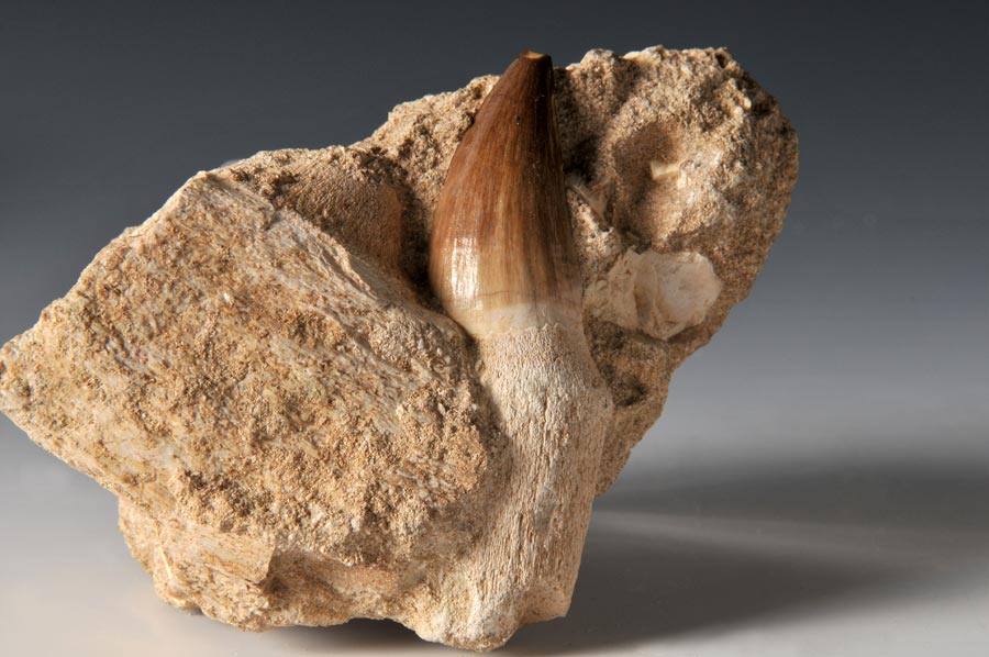 Mosasaurierzahn aus Marokko