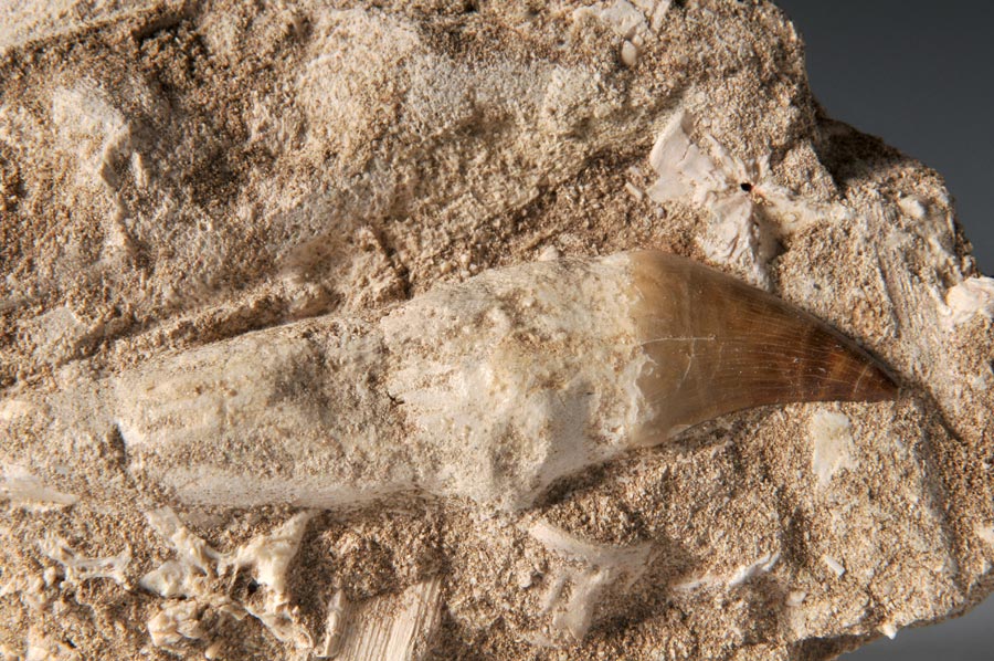 Mosasaurierzahn aus Marokko