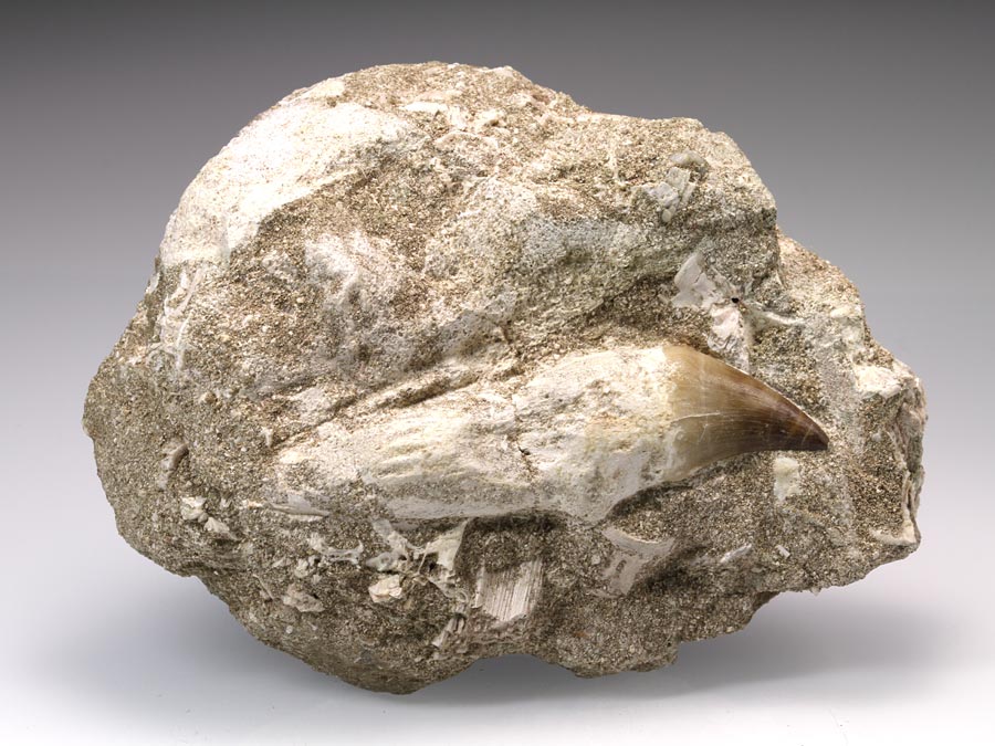 Mosasaurierzahn aus Marokko