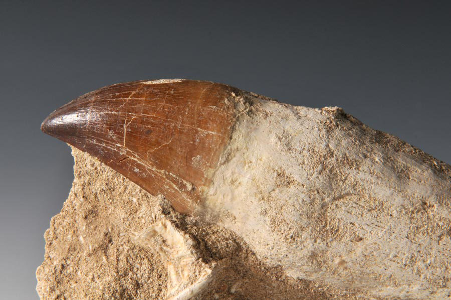 Mosasaurierzahn aus Marokko