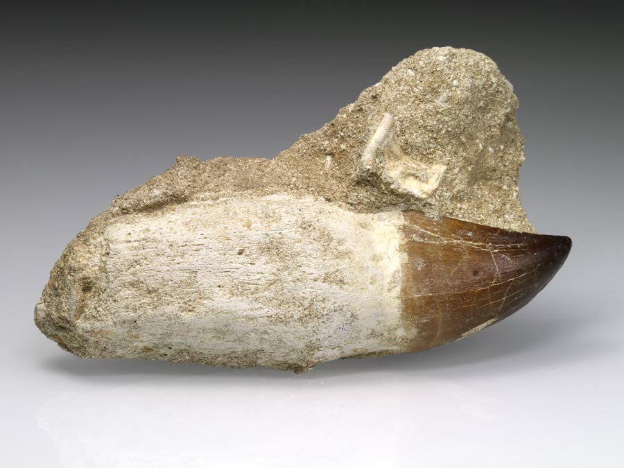 Mosasaurierzahn aus Marokko