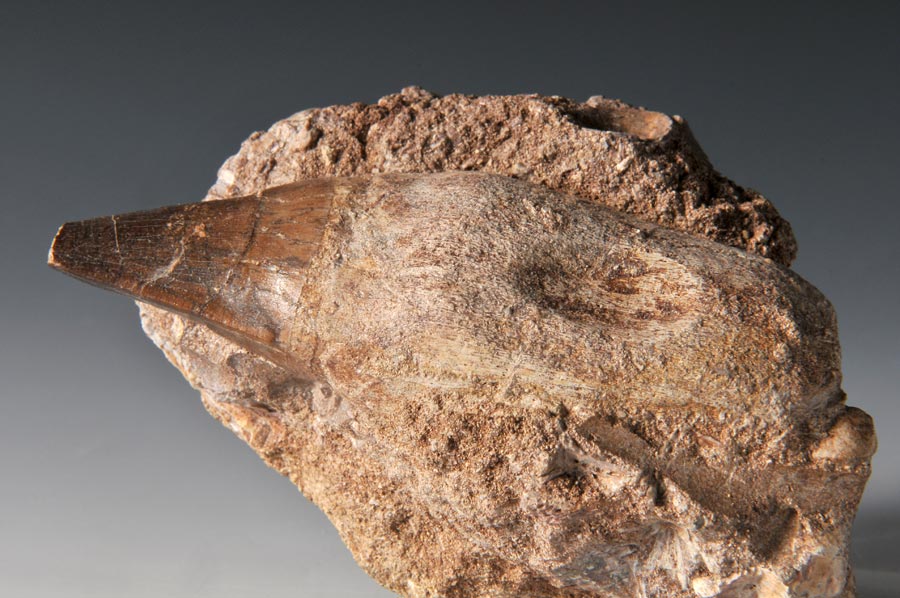 Mosasaurierzahn aus Marokko