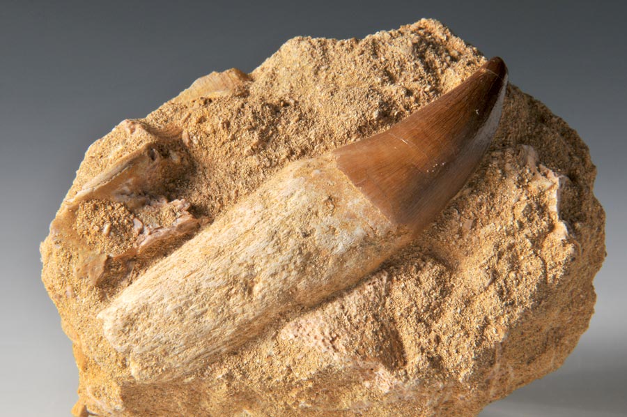 Mosasaurierzahn aus Marokko