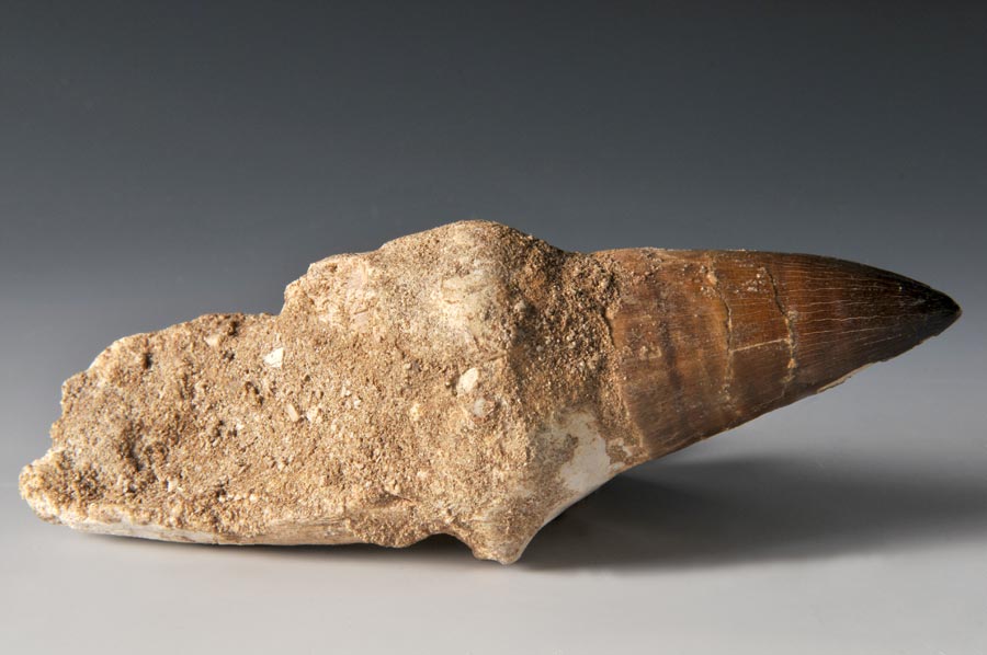 Mosasaurierzahn aus Marokko