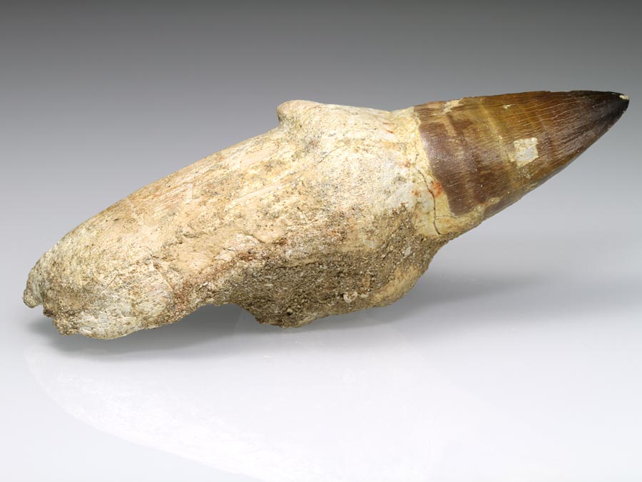 Mosasaurierzahn aus Marokko