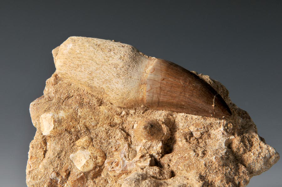 Mosasaurierzahn aus Marokko