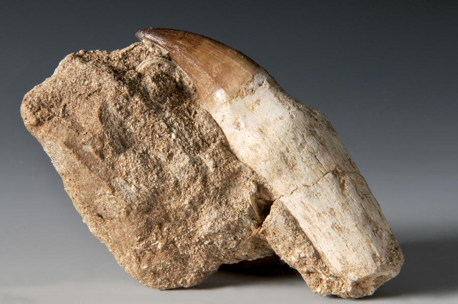 Mosasaurierzahn aus Marokko