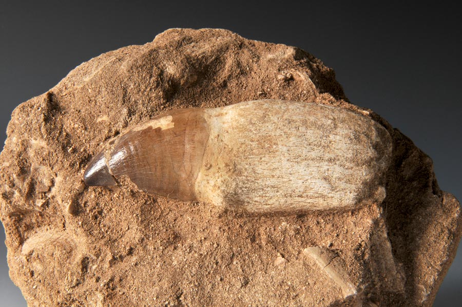 Mosasaurierzahn aus Marokko