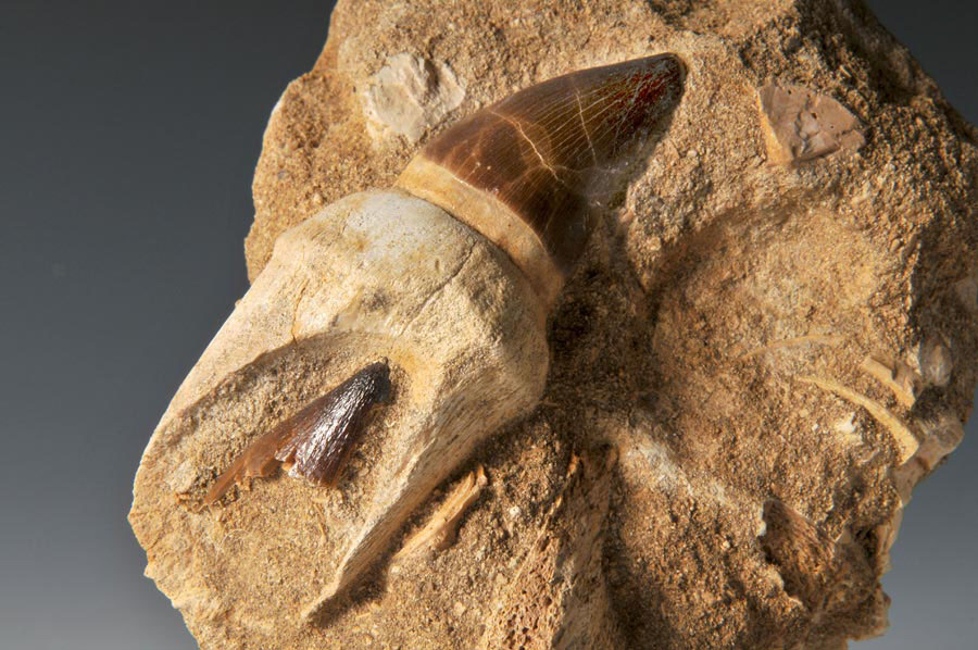 Mosasaurierzahn aus Marokko