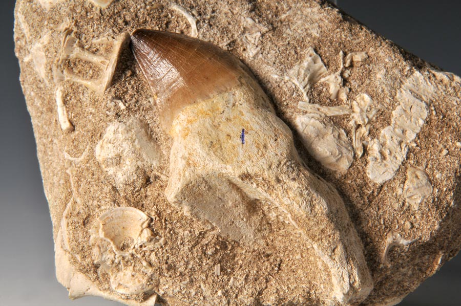 Mosasaurierzahn aus Marokko