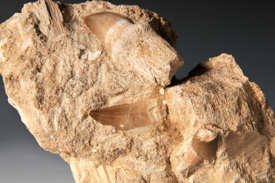 Mosasaurierzahn aus Marokko