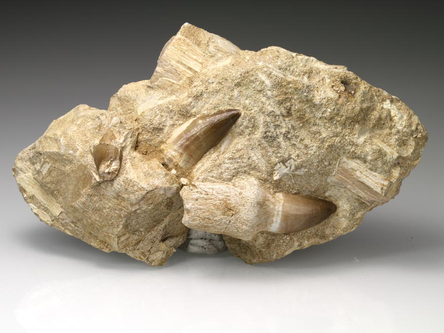 Mosasaurierzahn aus Marokko