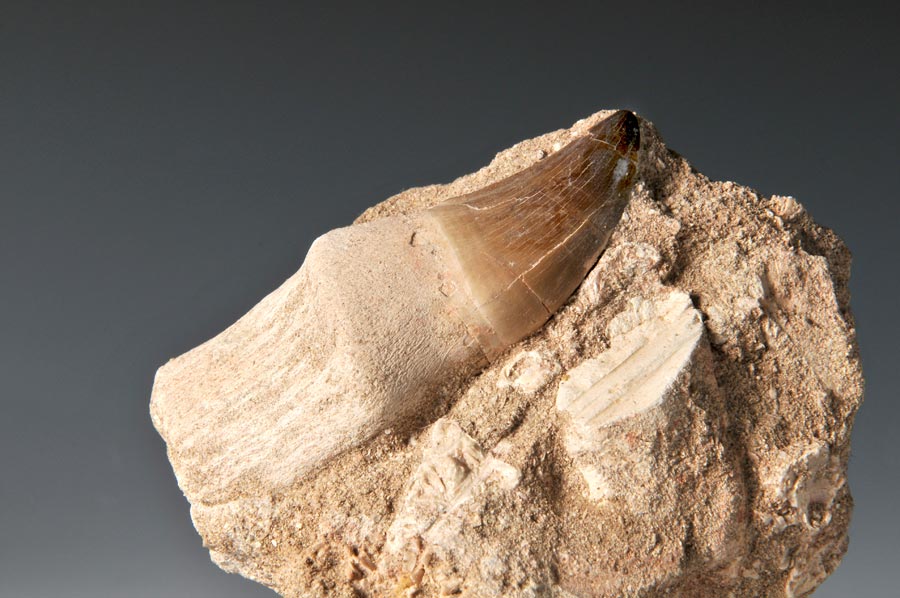 Mosasaurierzahn aus Marokko