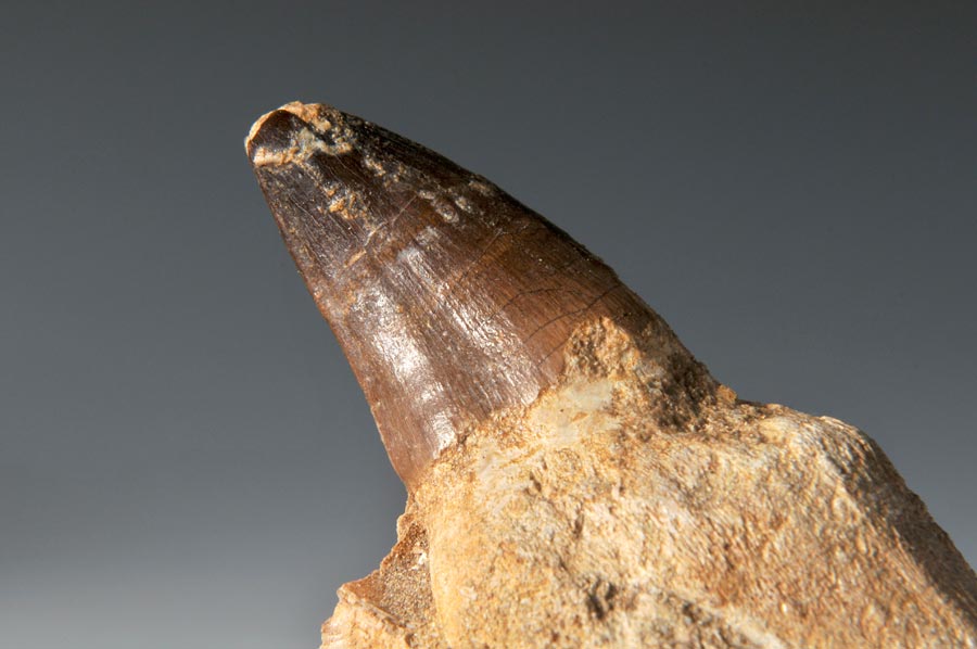 Mosasaurierzahn aus Marokko