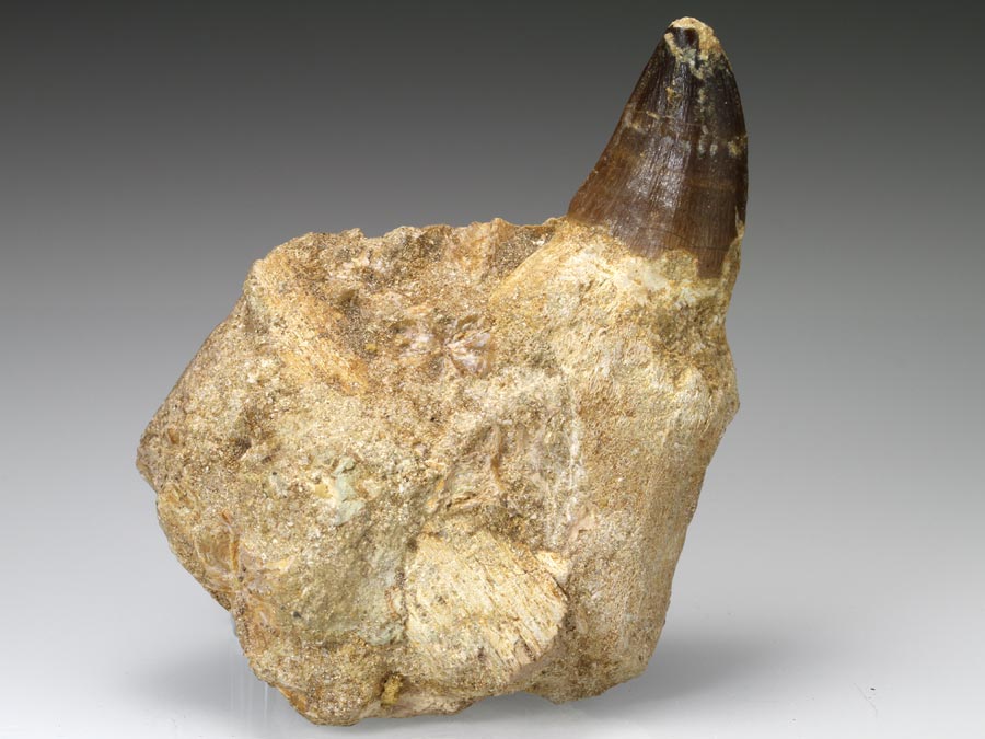 Mosasaurierzahn aus Marokko