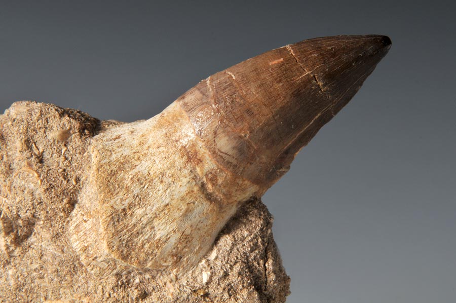 Mosasaurierzahn aus Marokko