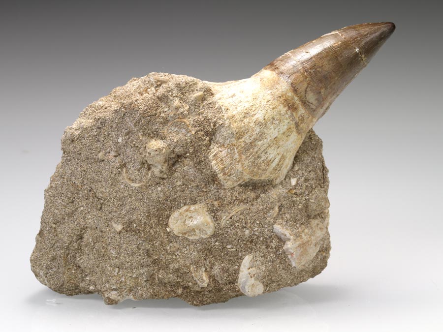 Mosasaurierzahn aus Marokko